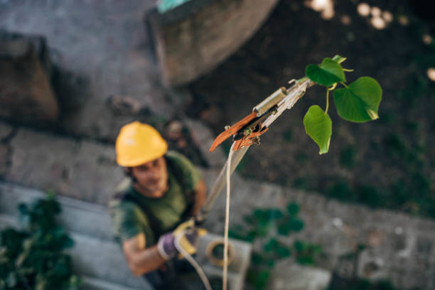 How Our Tree Care Process Works  in  Piedmont, SC