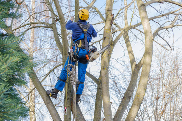 Best Fruit Tree Pruning  in Piedmont, SC