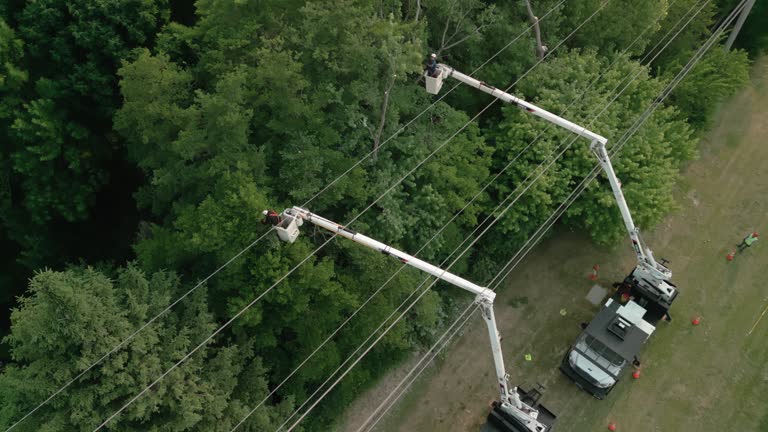 Best Palm Tree Trimming  in Piedmont, SC