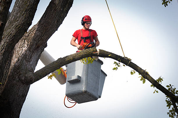 Best Tree Health Inspection  in Piedmont, SC