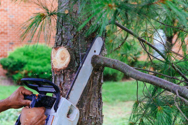 Reliable Piedmont, SC Tree Services Solutions